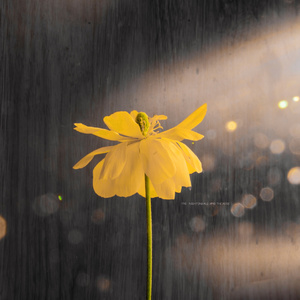 李纪周狂玩杨钰莹
